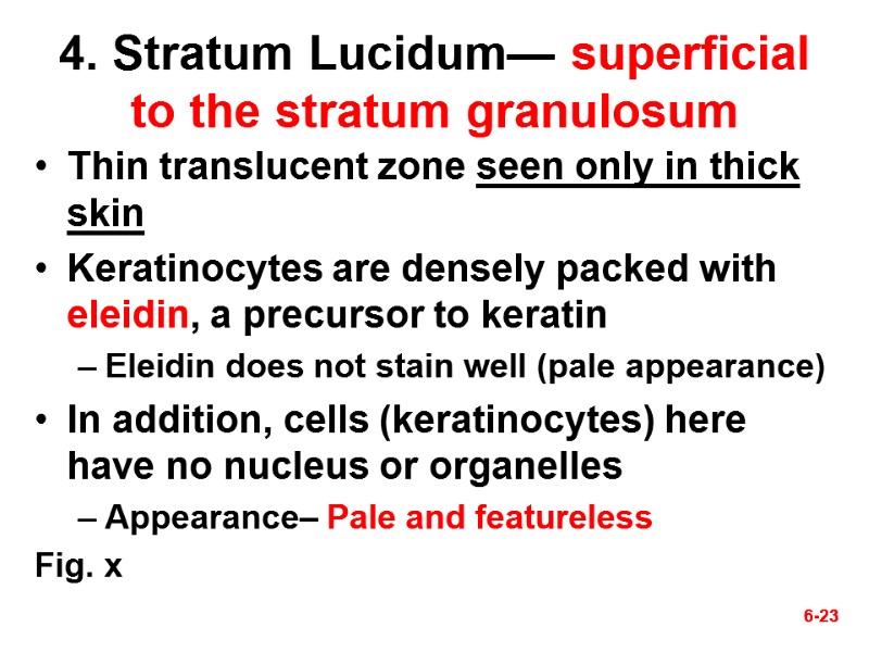 6-23 6-23 4. Stratum Lucidum— superficial to the stratum granulosum Thin translucent zone seen